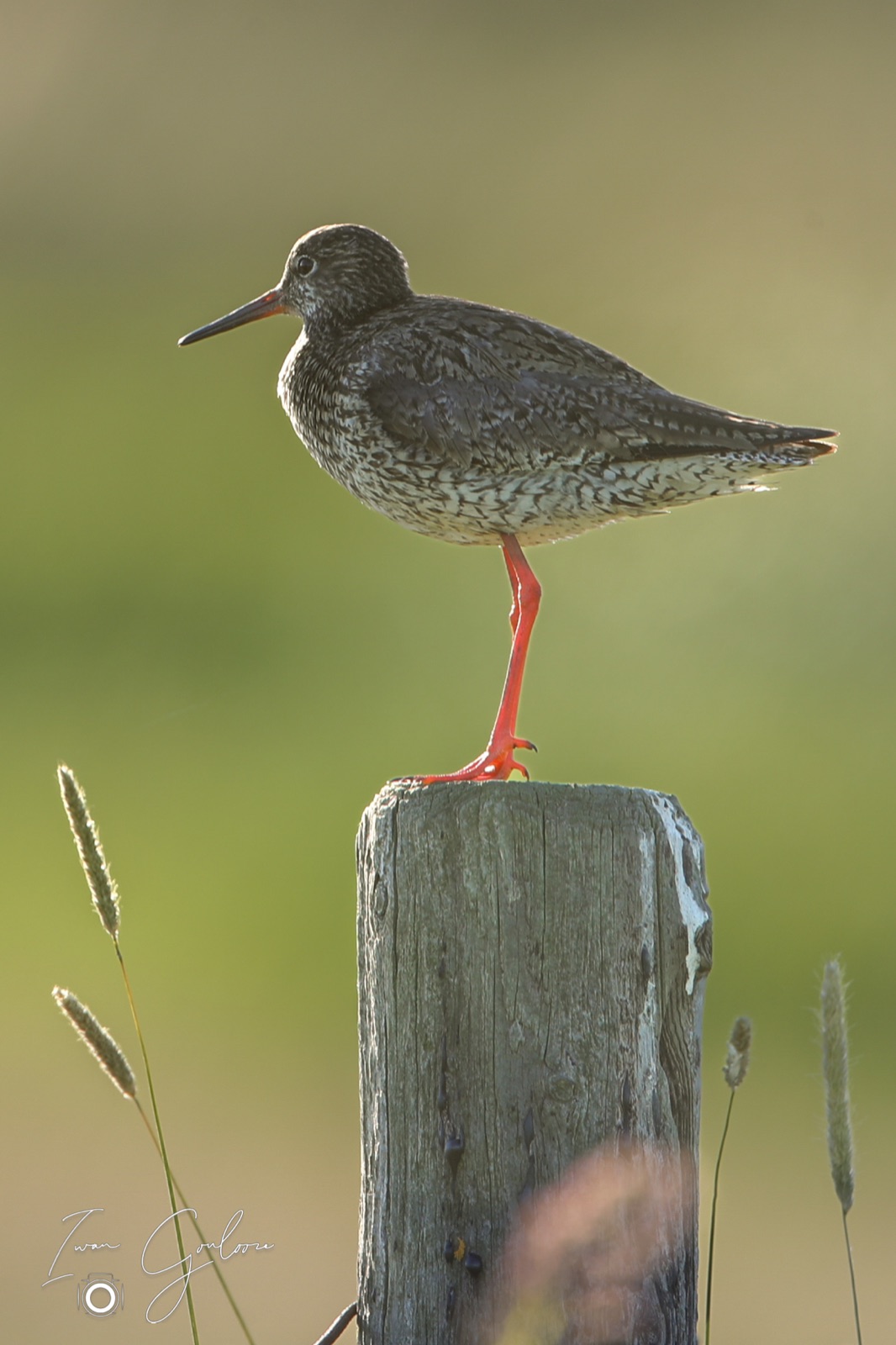 11 juni 2022 200543 1DX46977